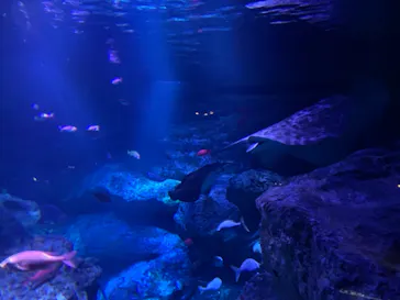 すみだ水族館に投稿された画像（2021/9/20）