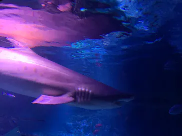 すみだ水族館に投稿された画像（2021/9/20）