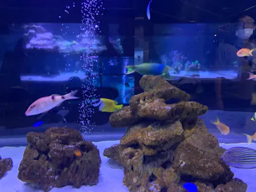 すみだ水族館に投稿された画像（2021/9/20）