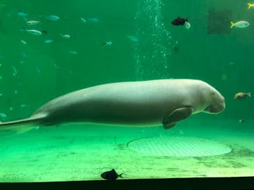鳥羽水族館に投稿された画像（2021/9/20）