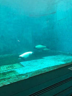 鳥羽水族館に投稿された画像（2021/9/20）