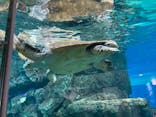 名古屋港水族館に投稿された画像（2021/9/20）
