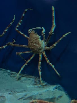 名古屋港水族館に投稿された画像（2021/9/20）