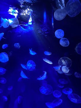 サンシャイン水族館に投稿された画像（2021/9/20）