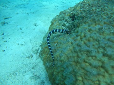 青の洞窟専門店　沖縄ダイビングショップ和に投稿された画像（2021/9/20）