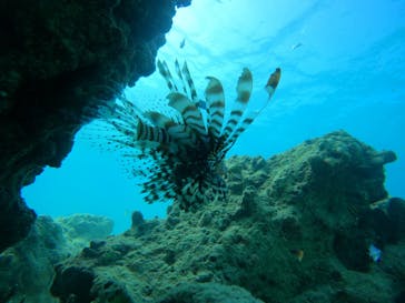 青の洞窟専門店　沖縄ダイビングショップ和に投稿された画像（2021/9/20）