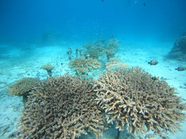 青の洞窟専門店　沖縄ダイビングショップ和に投稿された画像（2021/9/20）