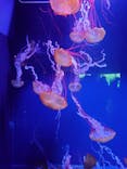 すみだ水族館に投稿された画像（2021/9/20）