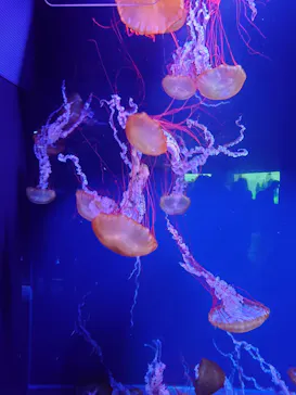 すみだ水族館に投稿された画像（2021/9/20）