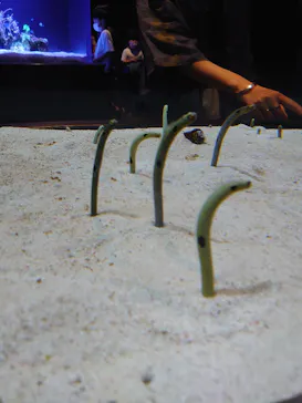 すみだ水族館に投稿された画像（2021/9/20）