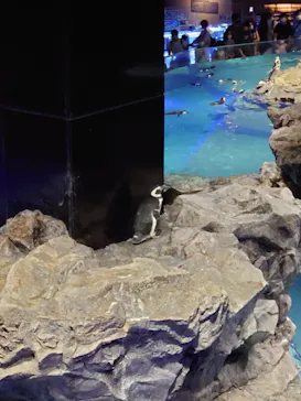 すみだ水族館に投稿された画像（2021/9/20）