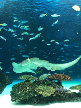 サンシャイン水族館に投稿された画像（2021/9/20）
