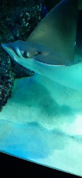 サンシャイン水族館に投稿された画像（2021/9/20）