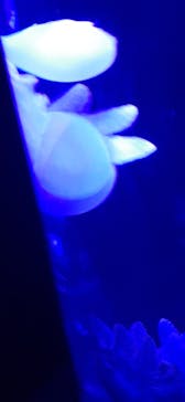 サンシャイン水族館に投稿された画像（2021/9/20）