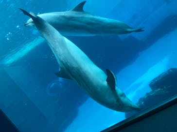 名古屋港水族館に投稿された画像（2021/9/20）