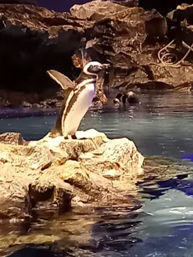 すみだ水族館に投稿された画像（2021/9/20）