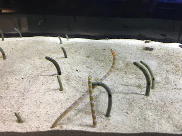 すみだ水族館に投稿された画像（2021/9/20）