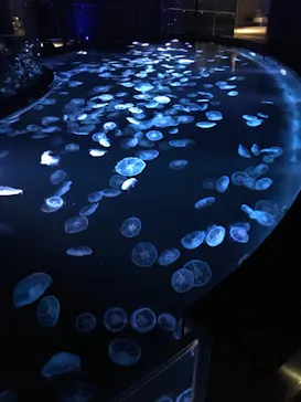 すみだ水族館に投稿された画像（2021/9/20）