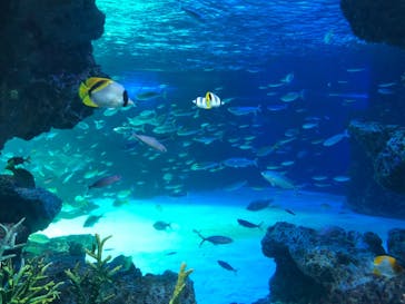 サンシャイン水族館に投稿された画像（2021/9/20）