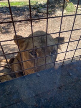 群馬サファリパークに投稿された画像（2021/9/20）