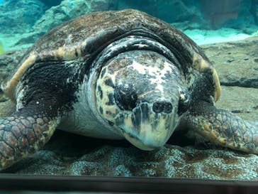 名古屋港水族館に投稿された画像（2021/9/20）