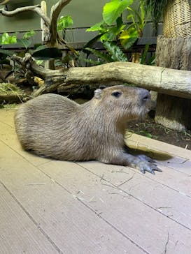 カワスイ 川崎⽔族館に投稿された画像（2021/9/20）