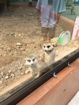 しろとり動物園に投稿された画像（2021/9/20）