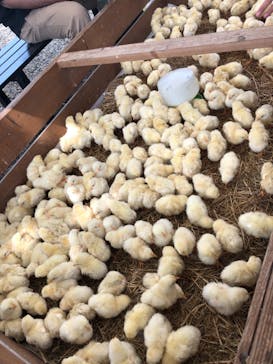 しろとり動物園に投稿された画像（2021/9/20）