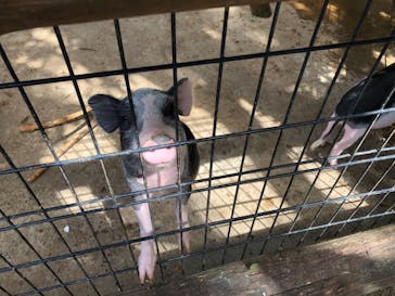 しろとり動物園に投稿された画像（2021/9/20）