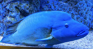 すみだ水族館に投稿された画像（2021/9/20）