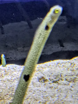 すみだ水族館に投稿された画像（2021/9/20）