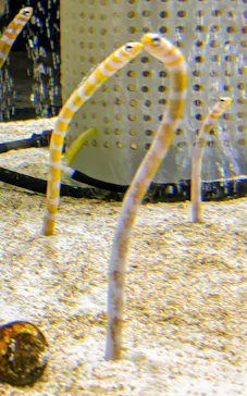 すみだ水族館に投稿された画像（2021/9/20）