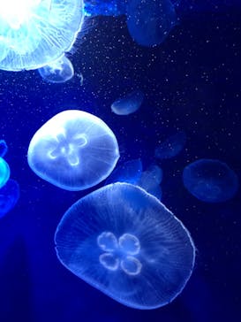 サンシャイン水族館に投稿された画像（2021/9/20）