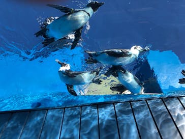 サンシャイン水族館に投稿された画像（2021/9/20）