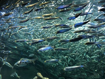 サンシャイン水族館に投稿された画像（2021/9/20）