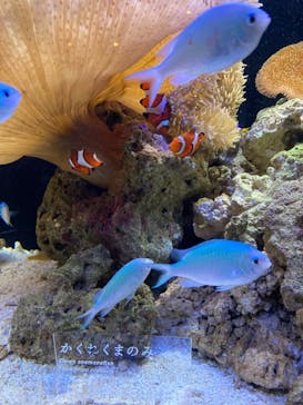 京都水族館に投稿された画像（2021/9/20）