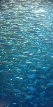 名古屋港水族館に投稿された画像（2021/9/20）