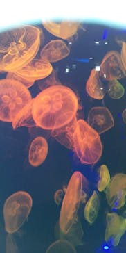 名古屋港水族館に投稿された画像（2021/9/20）