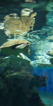 名古屋港水族館に投稿された画像（2021/9/20）