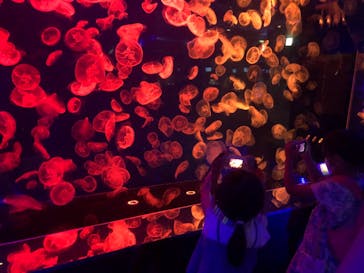 名古屋港水族館に投稿された画像（2021/9/20）