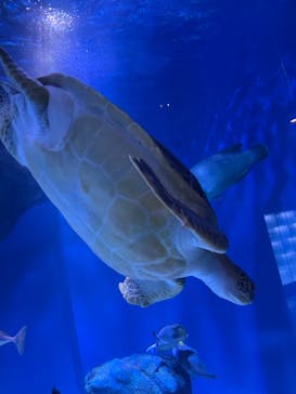 マクセル アクアパーク品川に投稿された画像（2021/9/20）