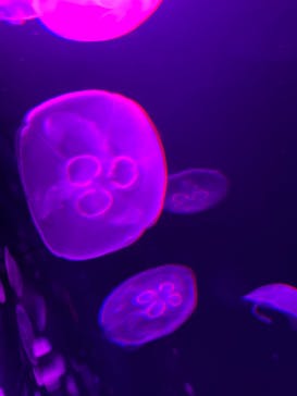 サンシャイン水族館に投稿された画像（2021/9/20）