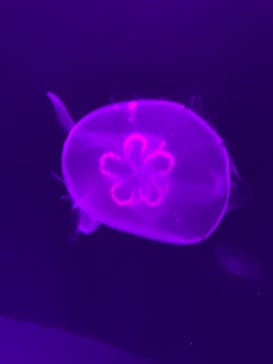 サンシャイン水族館に投稿された画像（2021/9/20）