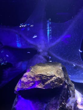 サンシャイン水族館に投稿された画像（2021/9/20）