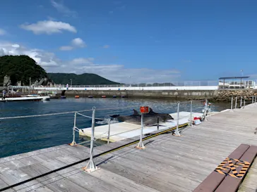 うみたま体験パーク 「つくみイルカ島」に投稿された画像（2021/9/20）