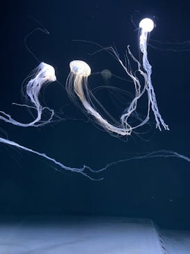 サンシャイン水族館に投稿された画像（2021/9/20）