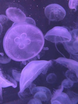 伊豆・三津シーパラダイスに投稿された画像（2021/9/20）