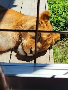 那須サファリパークに投稿された画像（2021/9/20）