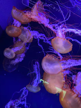 すみだ水族館に投稿された画像（2021/9/20）