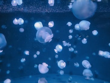 京都水族館に投稿された画像（2021/9/20）